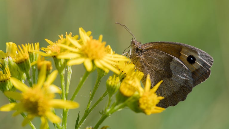 A close-up of a brown butterfly on a yellow flower
